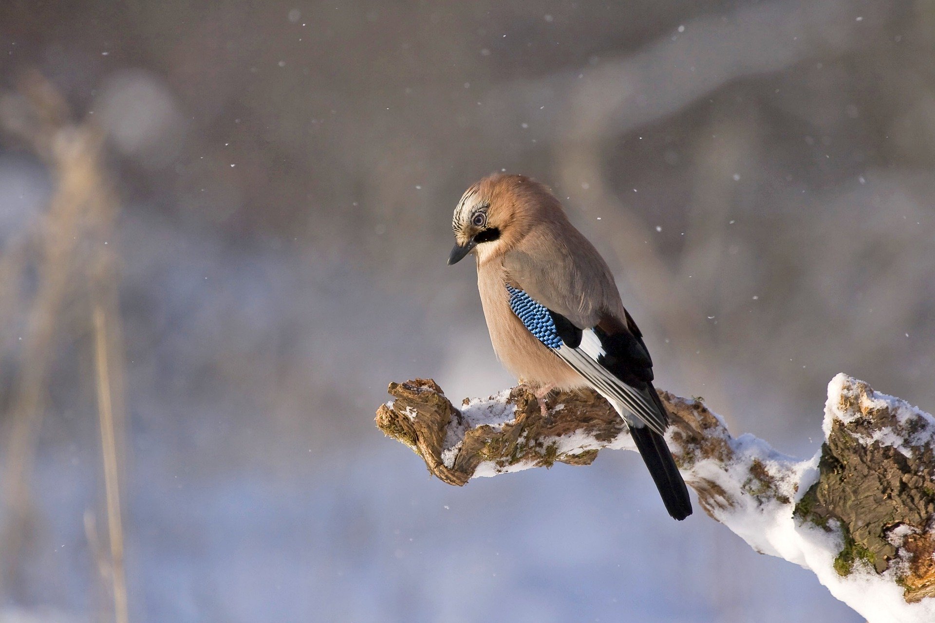 A bird on a snowy branch